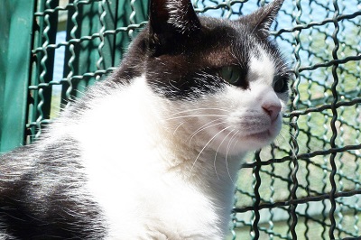#PraCegoVer: Fotografia da gata Nanda, ela tem as cores branco e preto. Seus olhos são de cor verde.